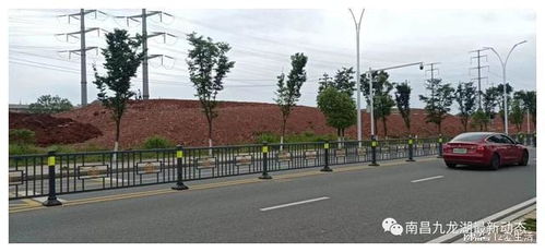 九龍湖大型公園綠化新篇章 巧借坡度塑特色，園林施工展新姿
