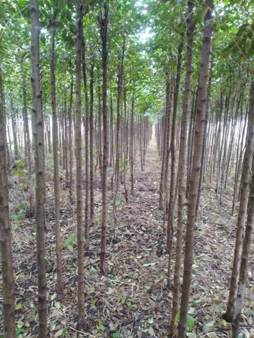 唐河縣大地園林綠化工程公司入駐苗木通——專注黃山欒與三角楓，打造城市綠色新名片